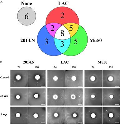 Antimicrobial Activity of Clinically Isolated Bacterial Species Against Staphylococcus aureus